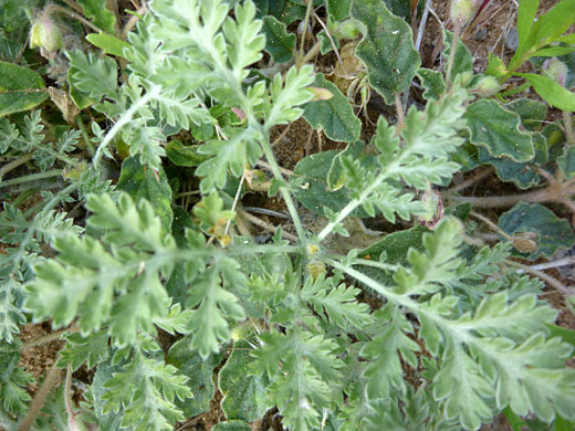 Leaves