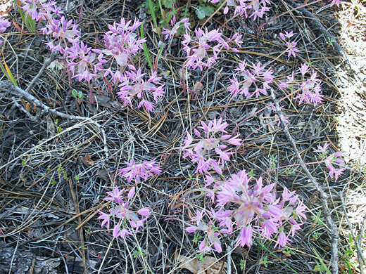 Hookers Onion; Hookers onion flowers, in pine woods along the Wilson Mountain Trail, Sedona, Arizona