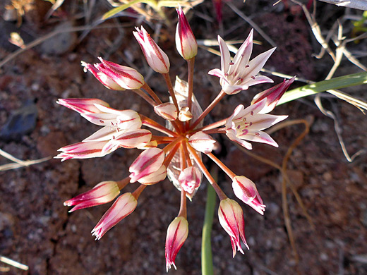 Bigelow's onion; Spherical inflorescence of allium bigelovii, in the Verde River Valley, Arizona