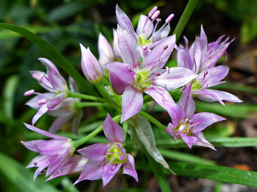 Twincrest Onion; Allium bisceptrum (twincrest onion), Brown Creek Trail, Great Basin National Park, Nevada