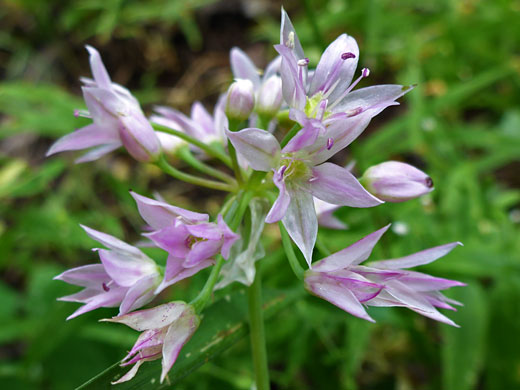 Flower cluster