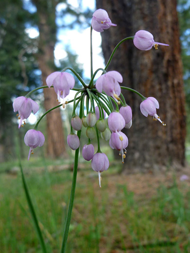 Nodding Onion; Nodding onion (allium cernuum), along the Cerro Grande Trail in Bandelier National Monument, New Mexico