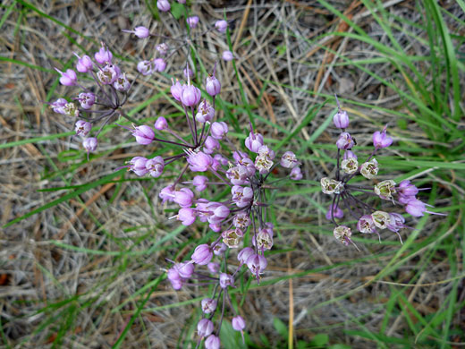 Nodding Onion