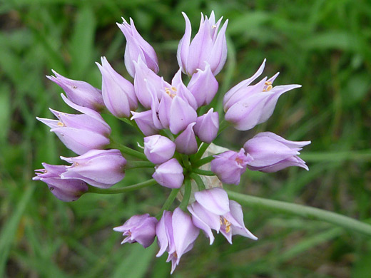 Geyer's Onion; Pink flowers of allium geyeri (Geyer's onion), just beginning to open, along the Cerro Grande Trail, Bandelier National Monument, New Mexico