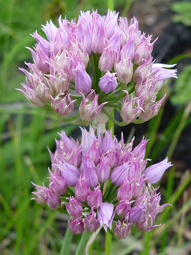 Geyer's Onion