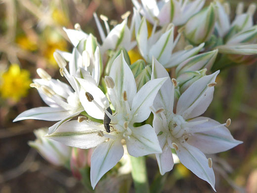 White flowers