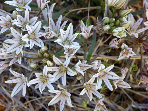 Largeflower Onion; White-pink petals of allium macropetalum, along the trail to Fort Bowie National Historic Site, Arizona