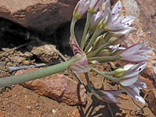 Umbel