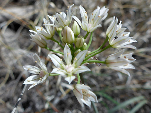 Green pedicels