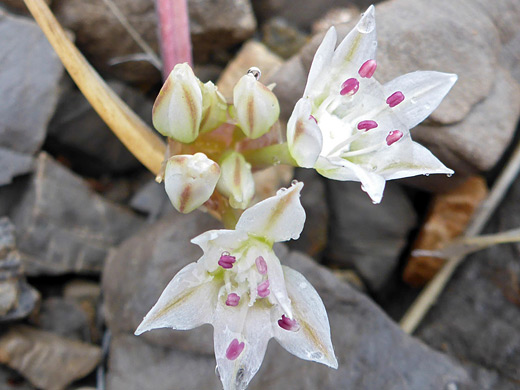 Nevada Onion; Allium nevadense at Mountain Springs Peak, Red Rock Canyon National Conservation Area, Nevada