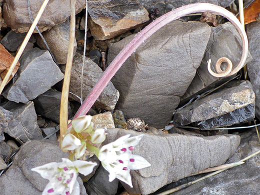 Coiled leaf