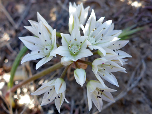 Nevada Onion