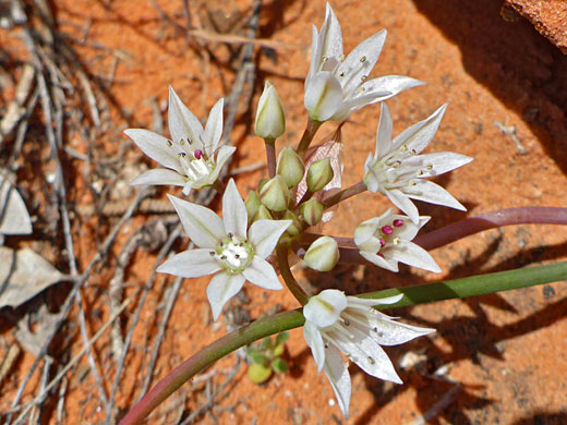 Developing cluster