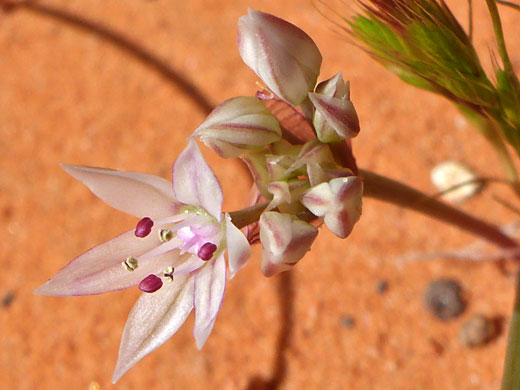 Buds and flower