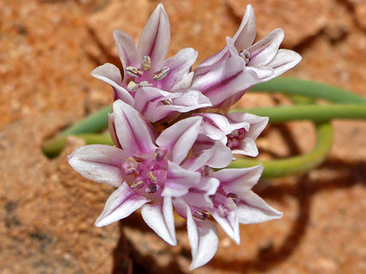 Pinkish-white flowers