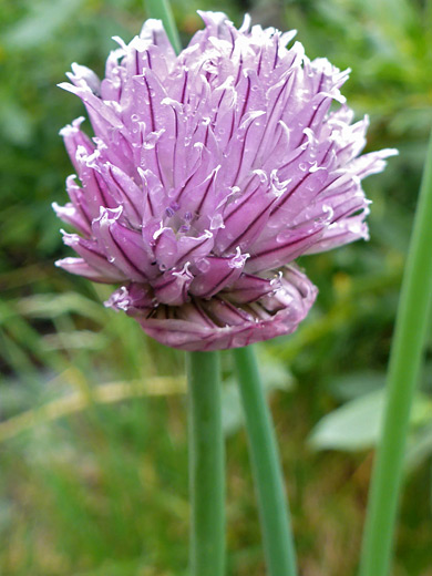 Wild Chives; Cluster of pink flowers of allium schoenoprasum, Titcomb Basin Trail, Wind River Range, Wyoming