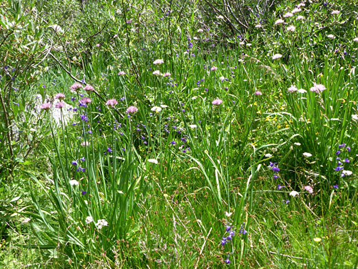 Group of plants