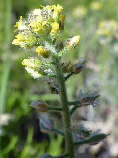 European Madwort; Hairy stem of alyssum simplex; North Kaibab Plateau, Arizona