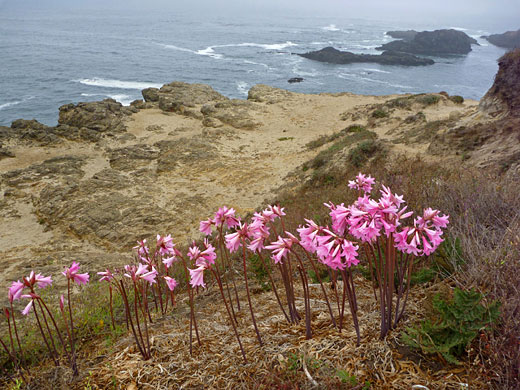 Belladonna Lily