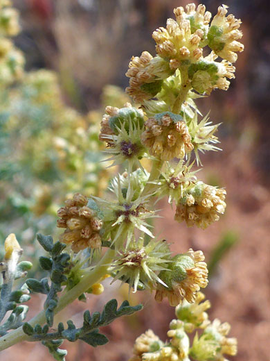 Fruits and flowers