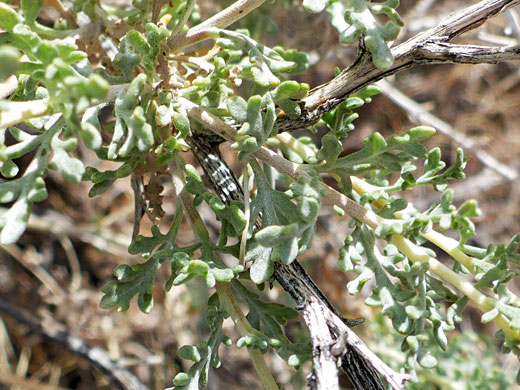 Foliage