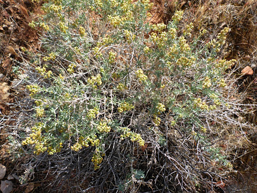 Bushy plant