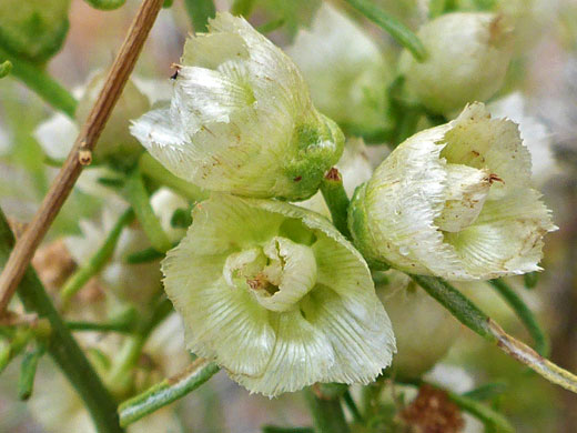 Flower cluster