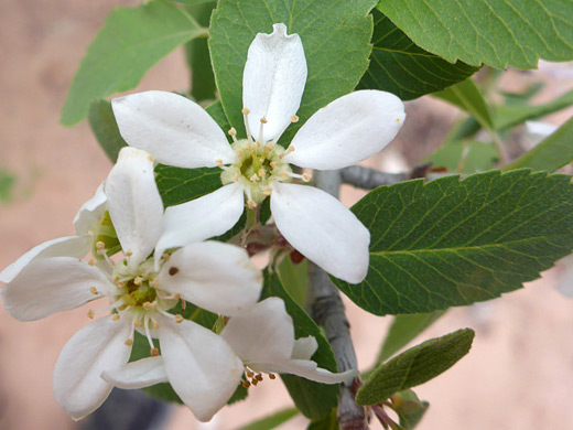 Utah Serviceberry; Three white flowers of amelanchier utahensis, in Coalpits Wash, Zion National Park, Utah