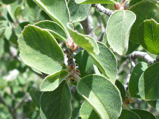 Hairy leaves