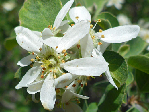 Long white petals