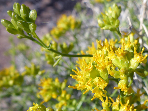 Chaffbush; Amphipappus fremontii var fremontii, Grapevine Springs, Death Valley National Park, California