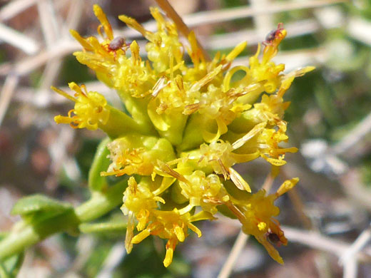 Compact flower cluster