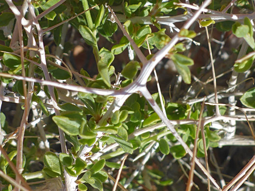 Branches and leaves