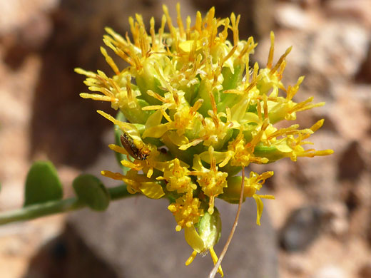 Greenish-yellow inflorescence