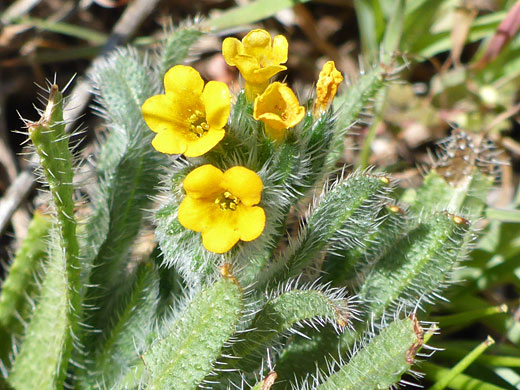 Bristly Fiddleneck; Amsinckia tessellata, in Tubb Canyon, Anza Borrego Desert State Park, California