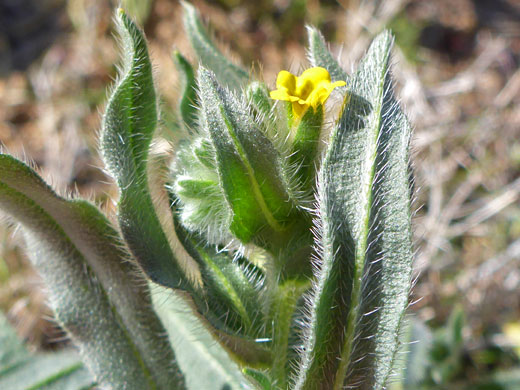 Hairy stem and leaves