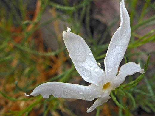 Recurved petals