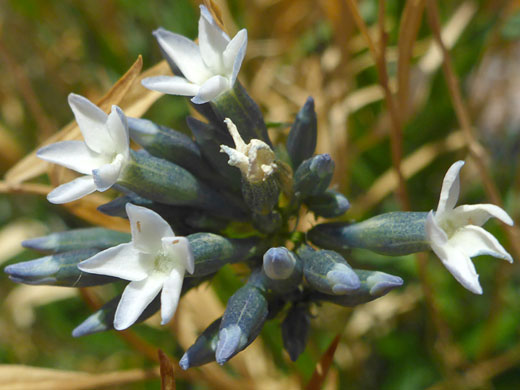 Corollas and calyces