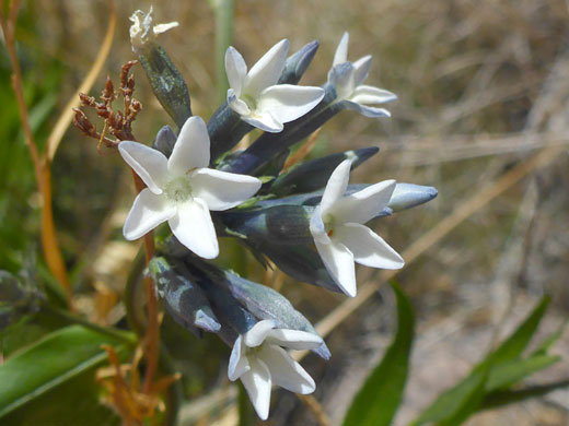 Palmer's Bluestar