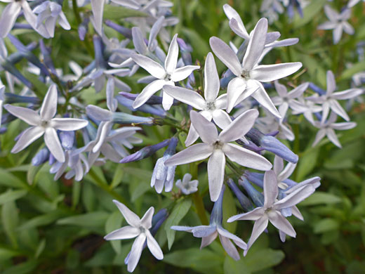 Many flowers