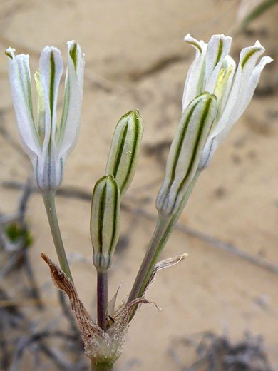 Developing flowers