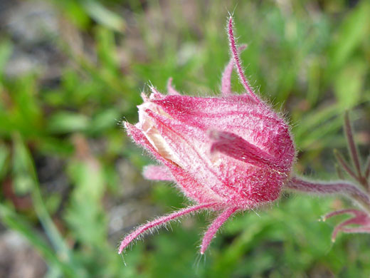 Developing flower
