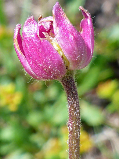 Red Windflower; Anemone multifida, Alpine Ponds Trail, Cedar Breaks National Monument, Utah