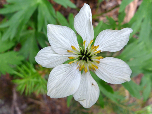 Narcissus-Flowered Anemone; Anemone narcissiflora (narcissus-flowered anemone), along the Timber Lake Trail in Rocky Mountain National Park, Colorado