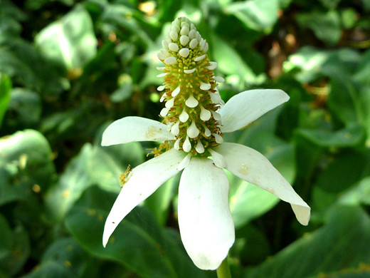 Yerba Mansa; Florets and bracts - anemopsis californica at the Desert Botanical Garden, Phoenix, Arizona