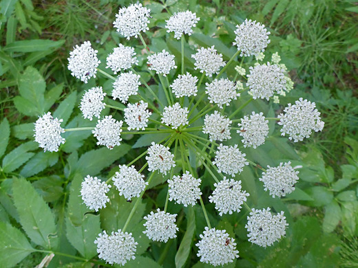 White Angelica; Compound umbel - white flowers of angelica arguta, Two Ocean Lake Trail, Grand Teton National Park, Wyoming