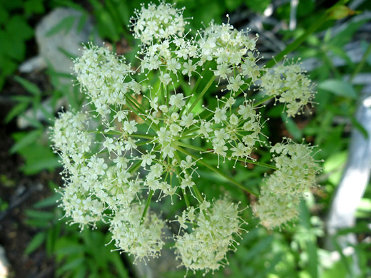 Brewer's Angelica; Angelica breweri along the Mt Tallac Trail, Lake Tahoe, California