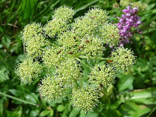 Gray's Angelica; Angelica grayi (Gray's angelica) just beginning to bloom; beside Lake Irene, Rocky Mountain National Park, Colorado