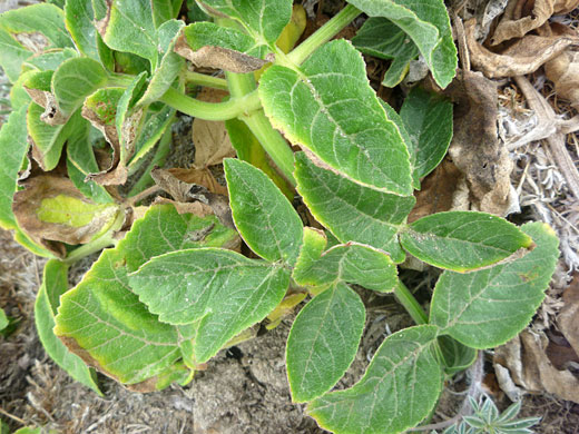 Leaves and stems