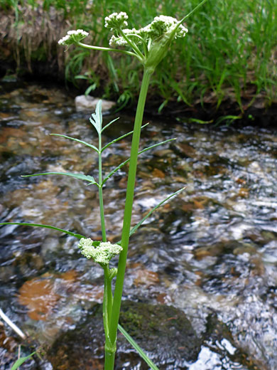 King's Angelica